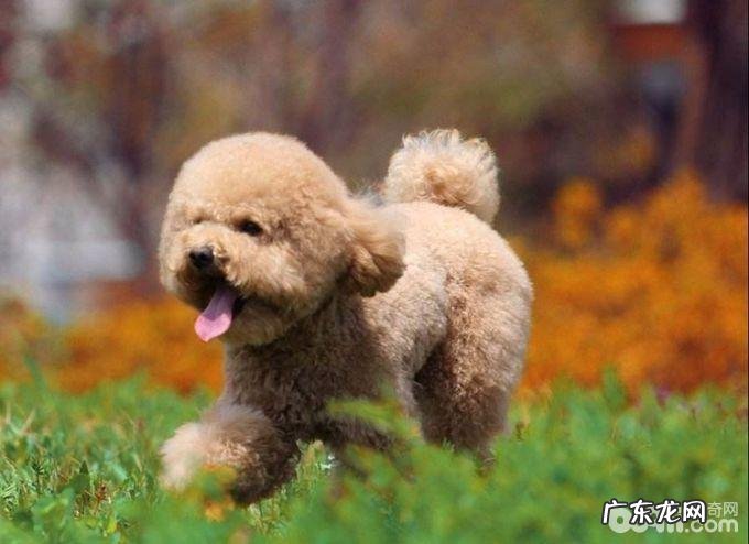 小泰迪不喂狗粮的解决方案都有哪些?