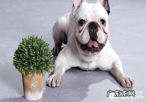 小狗蹭臀部的缘故都是啥?