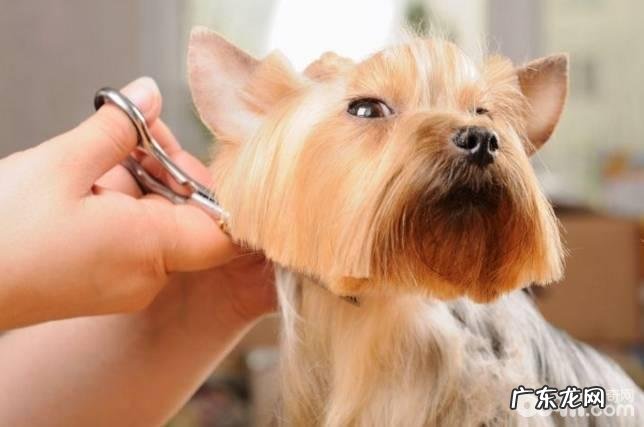 下列缘故对你说宠物造型为何比人美容护肤贵