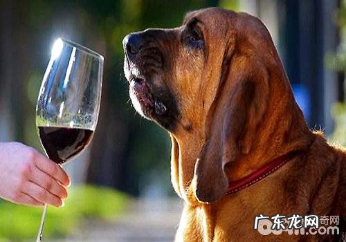 为何狗狗的味觉沒有嗅觉灵敏?