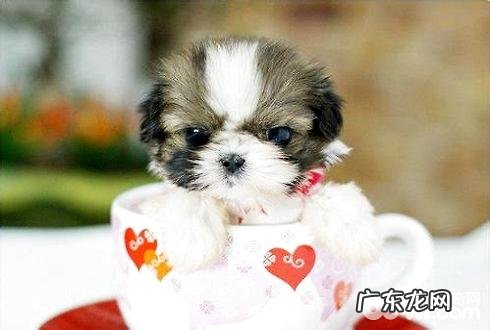 茶杯犬是怎么做出去的