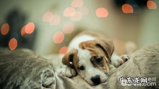 小狗会无趣吗,小狗无趣都是会干什么?