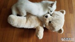 公狗和母狗差别，公狗和母狗的差别都有哪些？