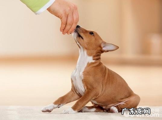 训练小狗,训练小狗的方式?