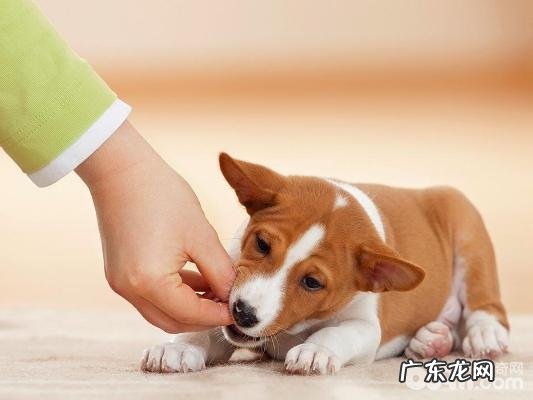 训练小狗,训练小狗的方式?