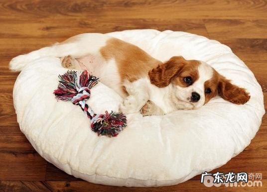 训练小狗以前都需要提前准备哪些?