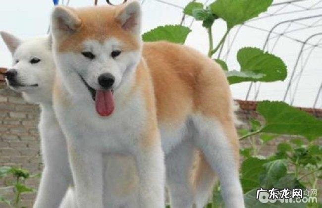 喂养秋田犬的常见问题,秋田犬的优势与劣势有什么?