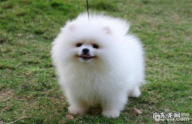 分析博美和比熊的优点和缺点,博美和比熊哪一个合适家里养?