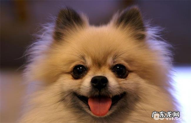 分析博美和比熊的优点和缺点,博美和比熊哪一个合适家里养?