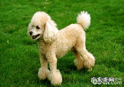 喂养泰迪犬以前必须提前准备什么物品呢?