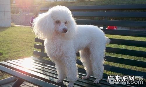 泰迪犬保养的方式,喂养泰迪犬日常的常见问题