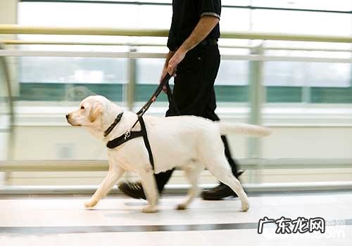 最合适变成导盲犬的小狗有什么,导盲犬训炼的常见问题