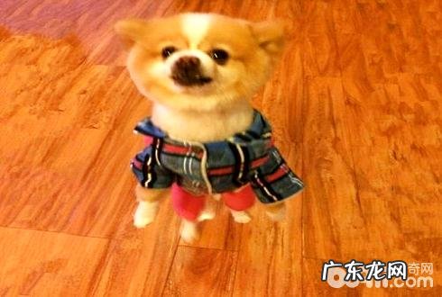 小狗直立行走有什么伤害?别再使你的小狗直立行走了