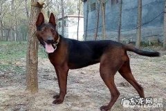 苏联红犬多少钱一只？苏联红犬价钱汇总