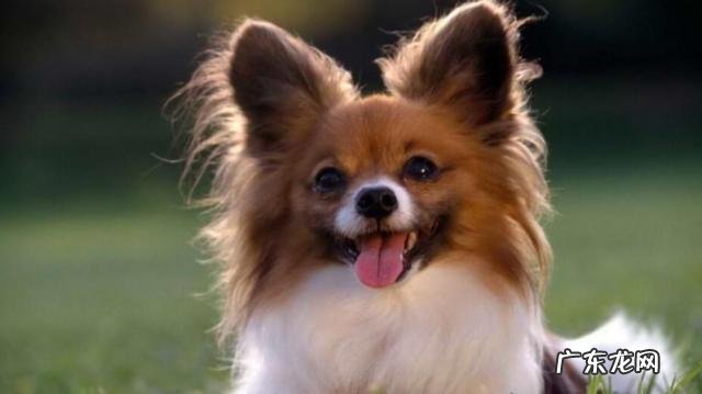 蝴蝶犬能長多少?蝴蝶犬为何养的人少