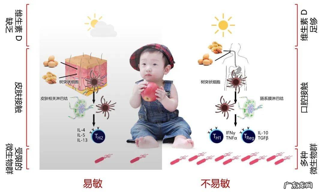 怎样从宝宝开始预防食物过敏？