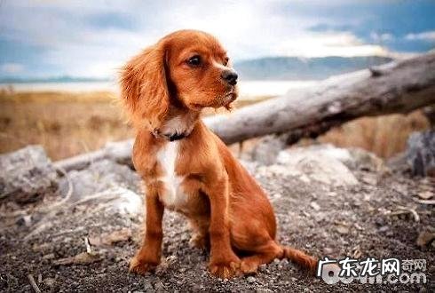 小狗被遗弃 小狗了解被遗弃的主要表现