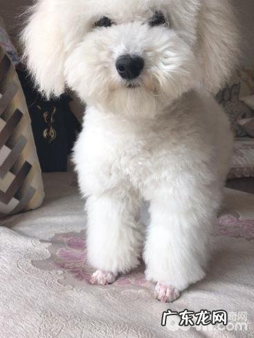 小狗上厕所训炼的方式及其体会心得