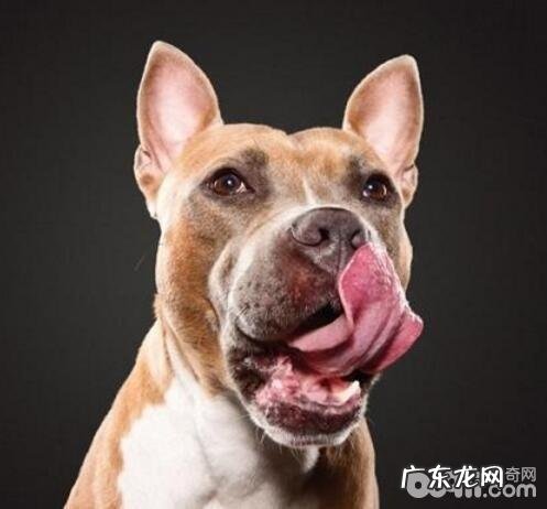 什么姿势会让小狗觉得有工作压力?