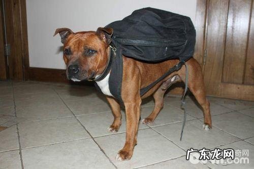 小狗大便的冷门知识你都知道吗?