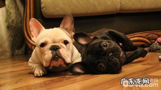 汇总六大懒散又嘴馋的小狗,哪一种小狗懒散又嘴馋?