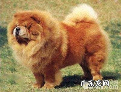 汇总六大懒散又嘴馋的小狗,哪一种小狗懒散又嘴馋?