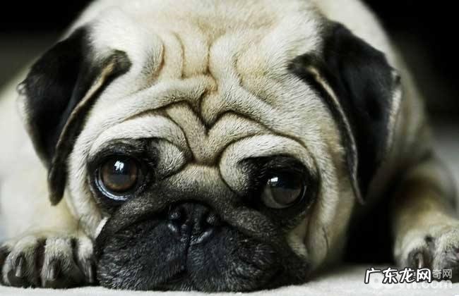 汇总六大懒散又嘴馋的小狗,哪一种小狗懒散又嘴馋?