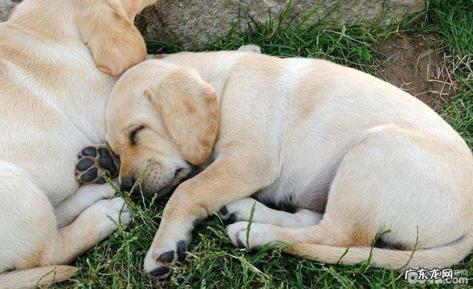 汇总六大懒散又嘴馋的小狗,哪一种小狗懒散又嘴馋?