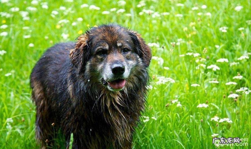 汇总六大懒散又嘴馋的小狗,哪一种小狗懒散又嘴馋?