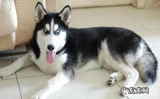 如何给金毛修指甲,金毛修指甲的方式