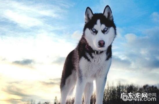 如何给金毛修指甲,金毛修指甲的方式