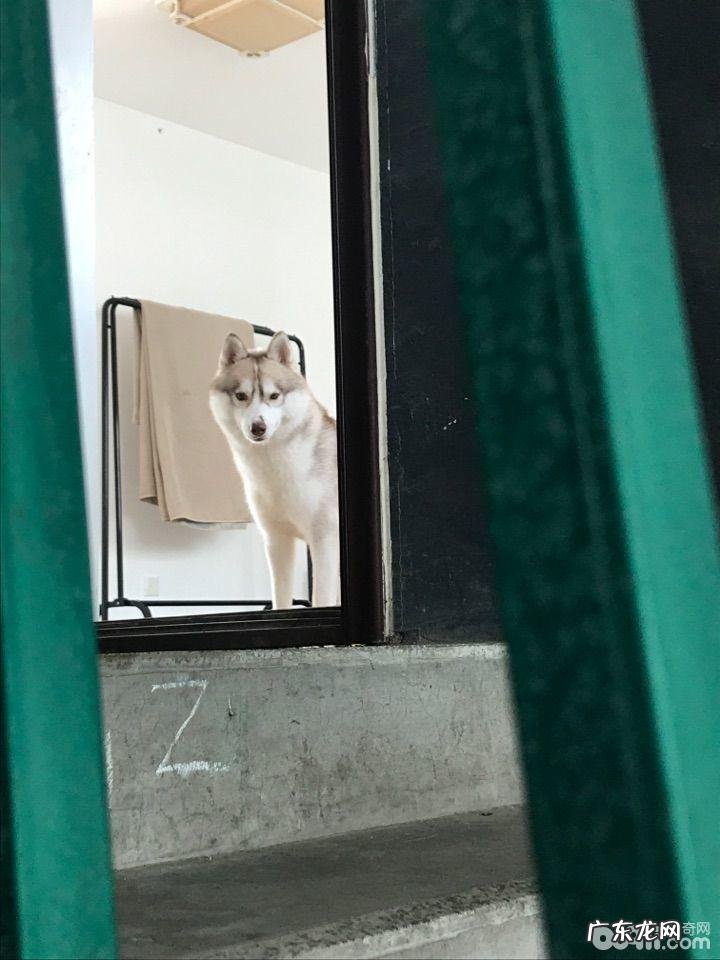 单身工薪族合适养金毛吗?