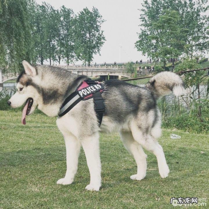 单身工薪族合适养金毛吗?