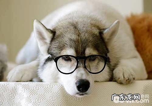 单身工薪族合适养金毛吗?