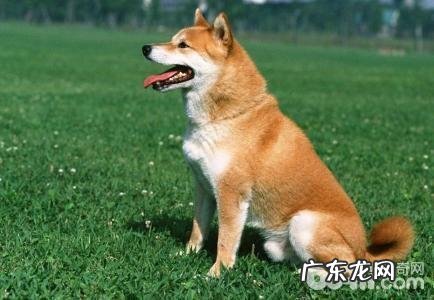 火爆的工作犬,汇总最火爆的5种工作犬