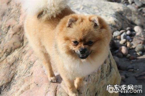 小狗有口臭牙齿黑的状况应当该怎么办?