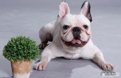 养宠物的小宠物主这6种状况一定不必让小狗发生