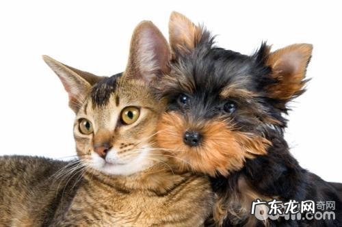 养宠物的小宠物主这6种状况一定不必让小狗发生