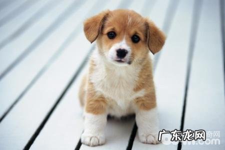 分辨小狗是否有吃饱了的三个方式