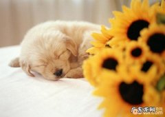 分辨小狗是否有吃饱了的三个方式