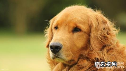 分辨小狗是否有吃饱了的三个方式