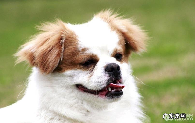 小狗夜里哀嚎应当该怎么办?