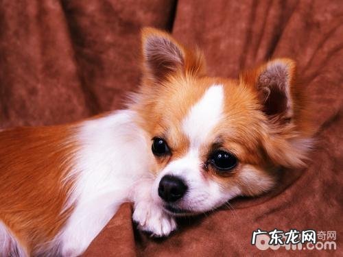 小狗夜里哀嚎应当该怎么办?