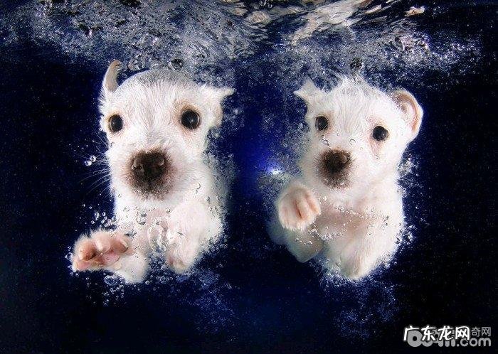 三种不宜游水的小狗,小狗游水的常见问题