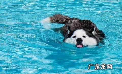 三种不宜游水的小狗,小狗游水的常见问题