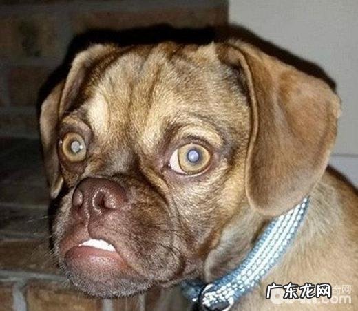 六种会让小狗觉得到担心的物品