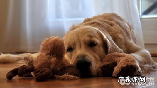 六种会让小狗觉得到担心的物品