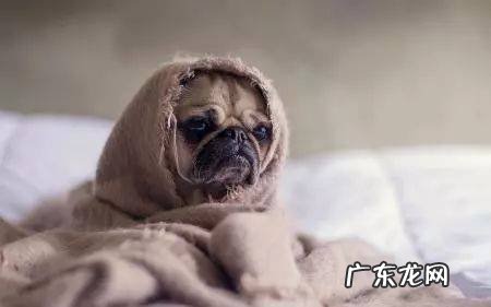 六种会让小狗觉得到担心的物品