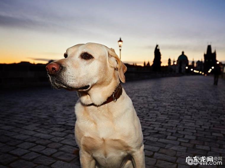 为何导盲犬大部分都挑选用金毛?