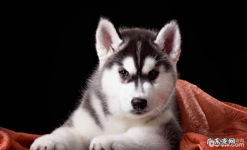 什么种类的小狗满意度较为高?